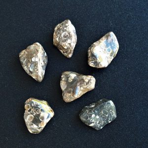 Agate Fossile ou Turitelle