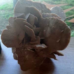 Rose des Sables – Image 3