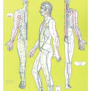 Planche Méridiens Chronobioenergetica – Image 2