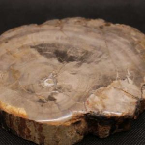 Bois Fossile 715 g
