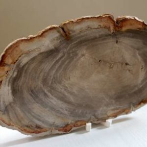 Tranche de bois fossilisé citron & palmier
