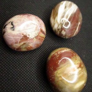 Bois Fossile – Image 2