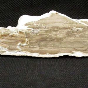 Tranche Bois Fossile Longue