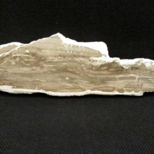 Tranche Bois Fossile Longue – Image 2