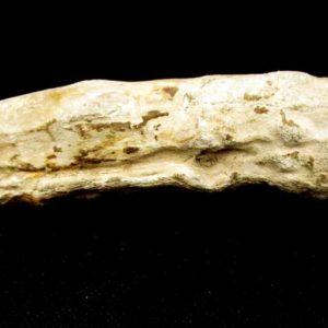 Bois fossile long 314 g