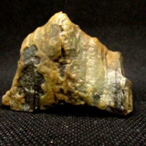 Bois Fossile 91 g