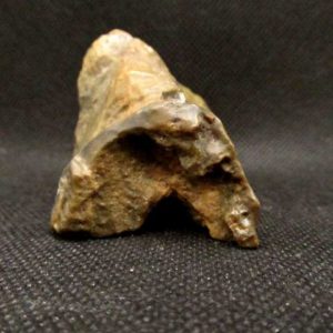 Bois Fossile 91 g – Image 5