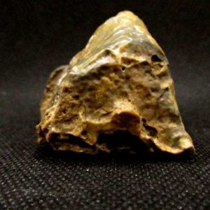 Bois Fossile 91 g – Image 3