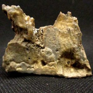 Bois Fossile 91 g – Image 2