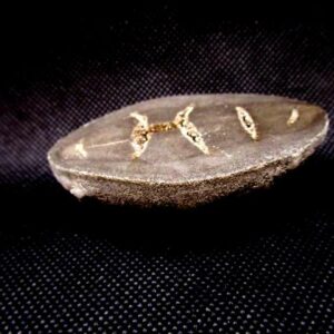 Baryte et Septaria – Image 3