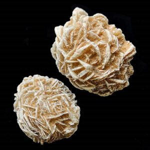 Mini Roses des Neiges