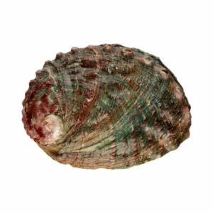 Conque Ormeau – Image 2
