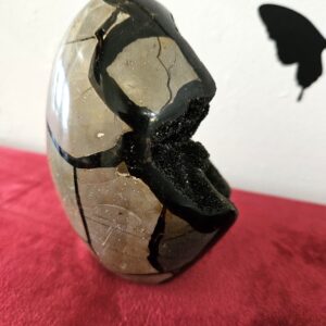 Septaria 908 g – Image 3