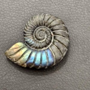 Ammonite Labradorite