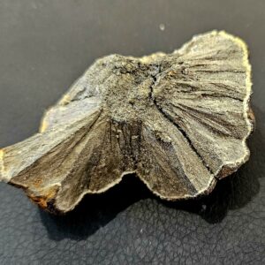Marcassite